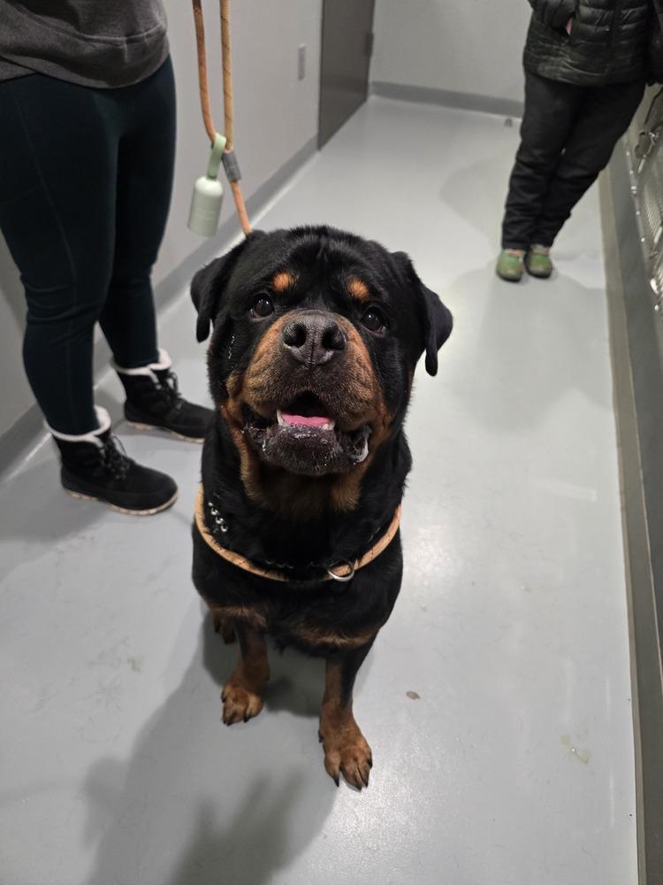 Enlarge Rowdy Rotty Piper, a Adoptable Rottweiler in Wellington, KS image 3/4