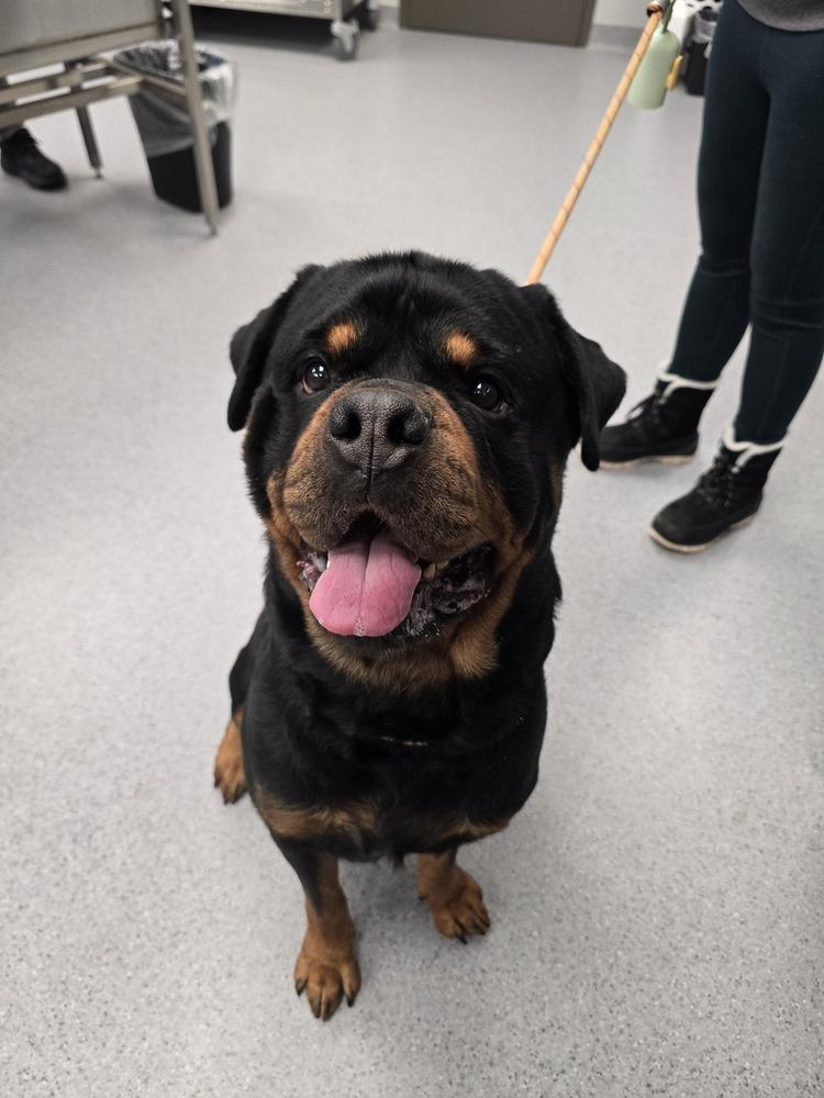 Enlarge Rowdy Rotty Piper, a Adoptable Rottweiler in Wellington, KS image 4/4