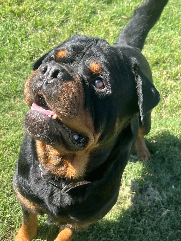 Enlarge Rowdy Rotty Piper, a Adoptable Rottweiler in Wellington, KS image 6/6