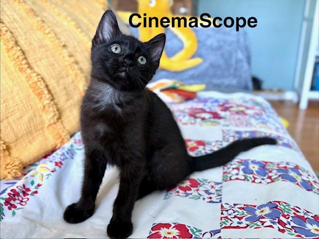 Cinemascope - Adopted 6/13/26, an adopted Domestic Short Hair in Livonia, MI image 2/3