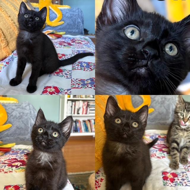 Cinemascope - Adopted 6/13/26, adopted, Kitten Female Domestic Short Hair.