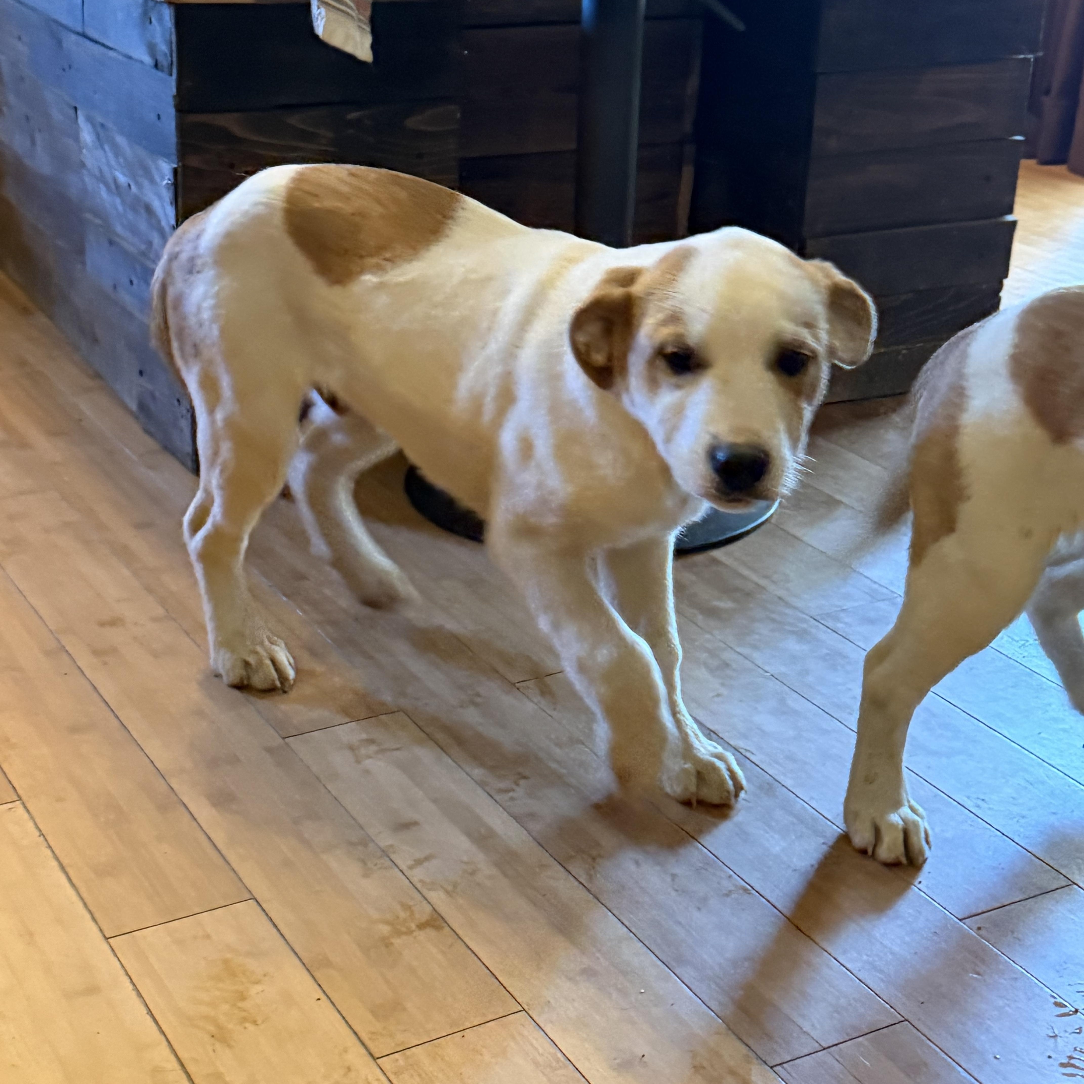 Cypress , adopted, Puppy Male Great Pyrenees.