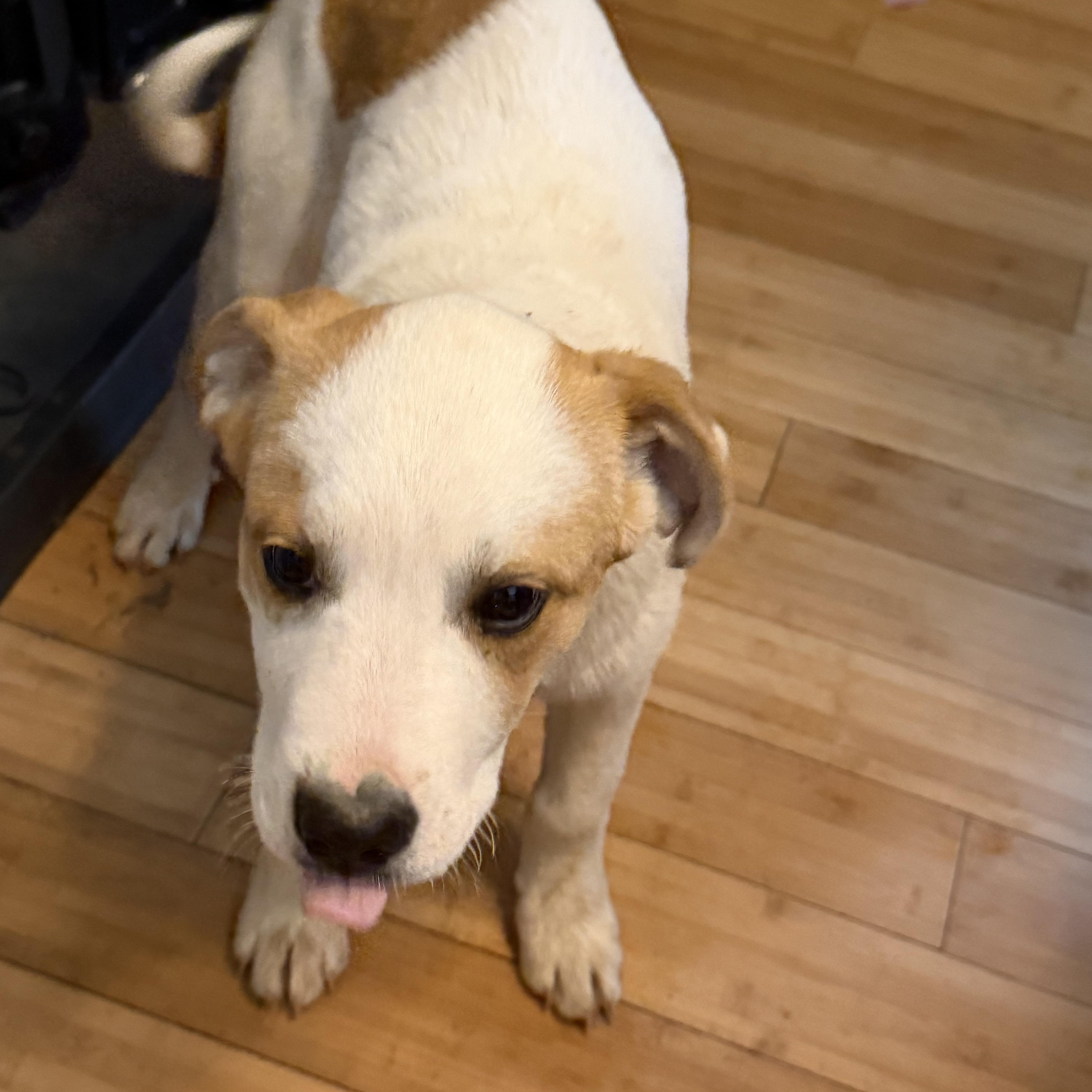 Enlarge Cypress , an adopted mixed breed in Copper Hill, VA image 4/4