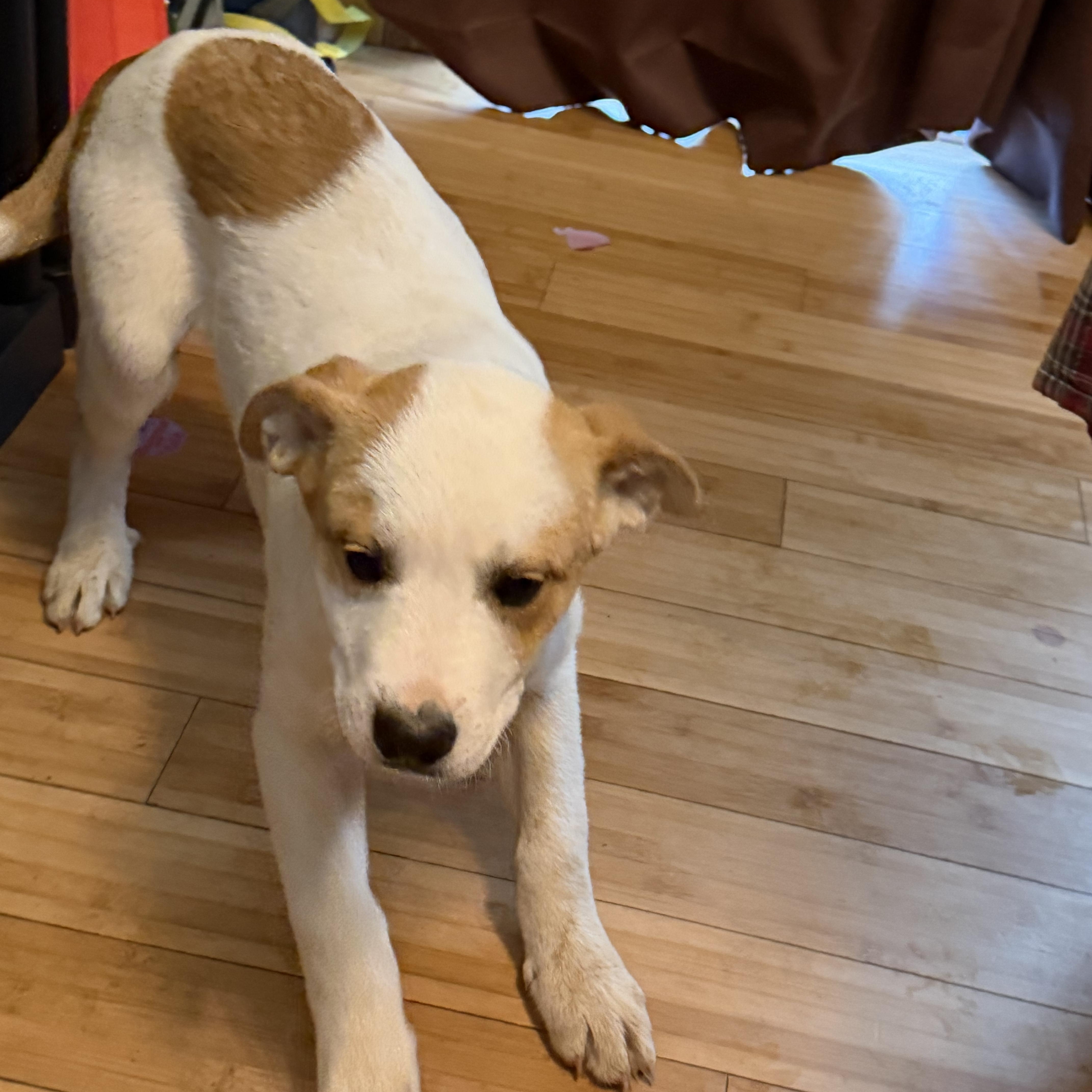 Enlarge Cypress , an adopted mixed breed in Copper Hill, VA image 3/4