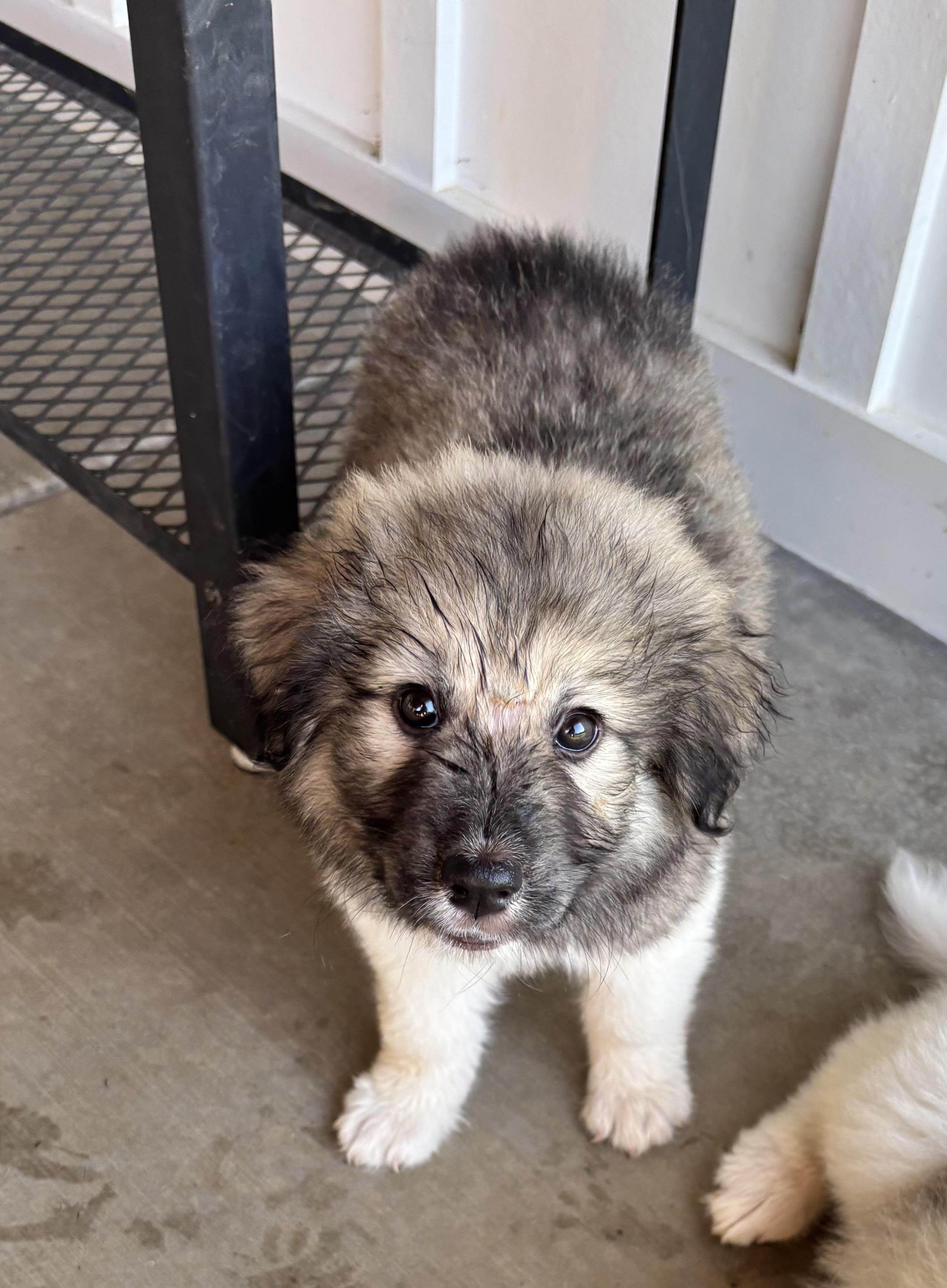 MJ, an adopted mixed breed in Louisville, KY image 2/2