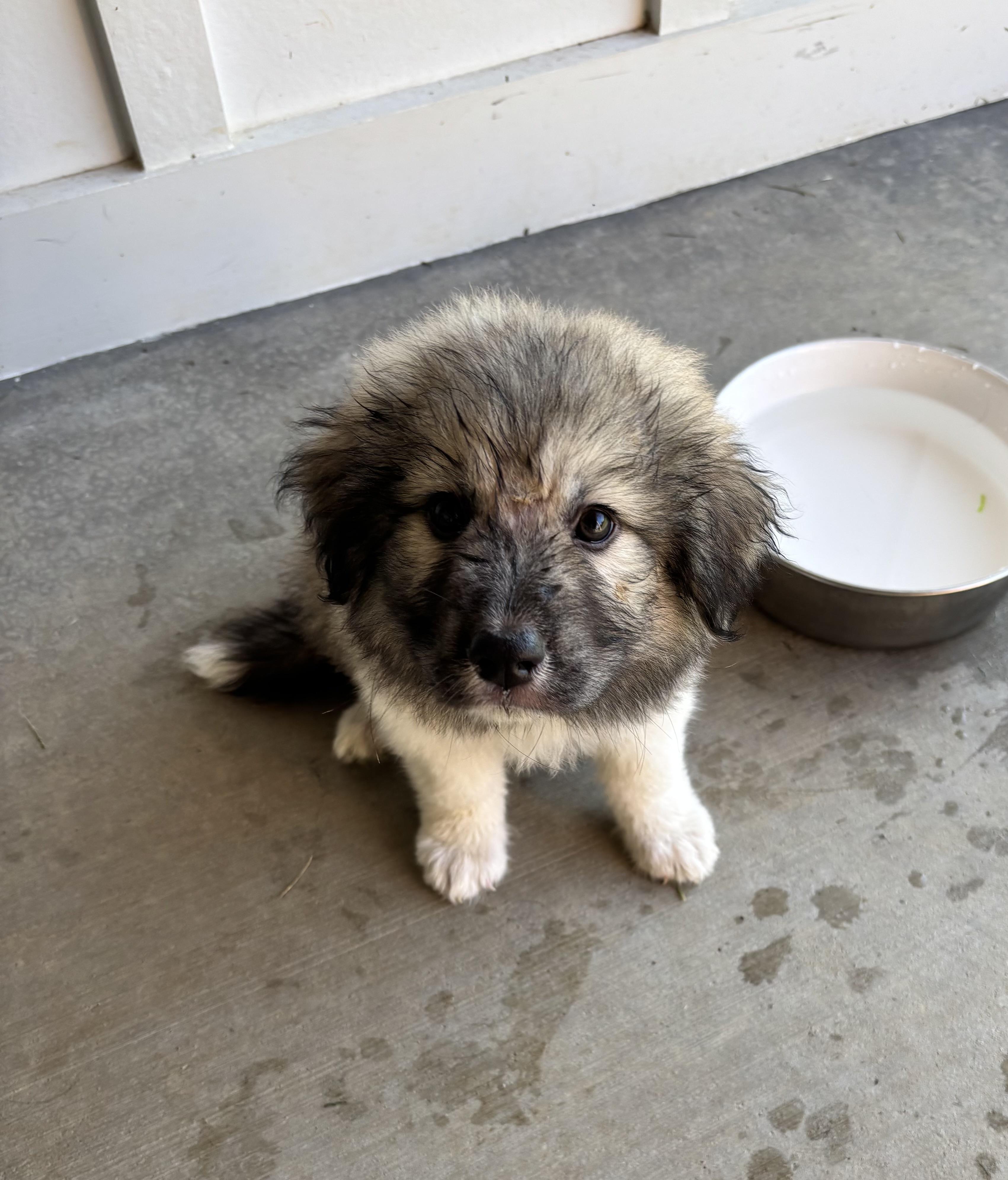 MJ, an adopted mixed breed in Louisville, KY image 1/2
