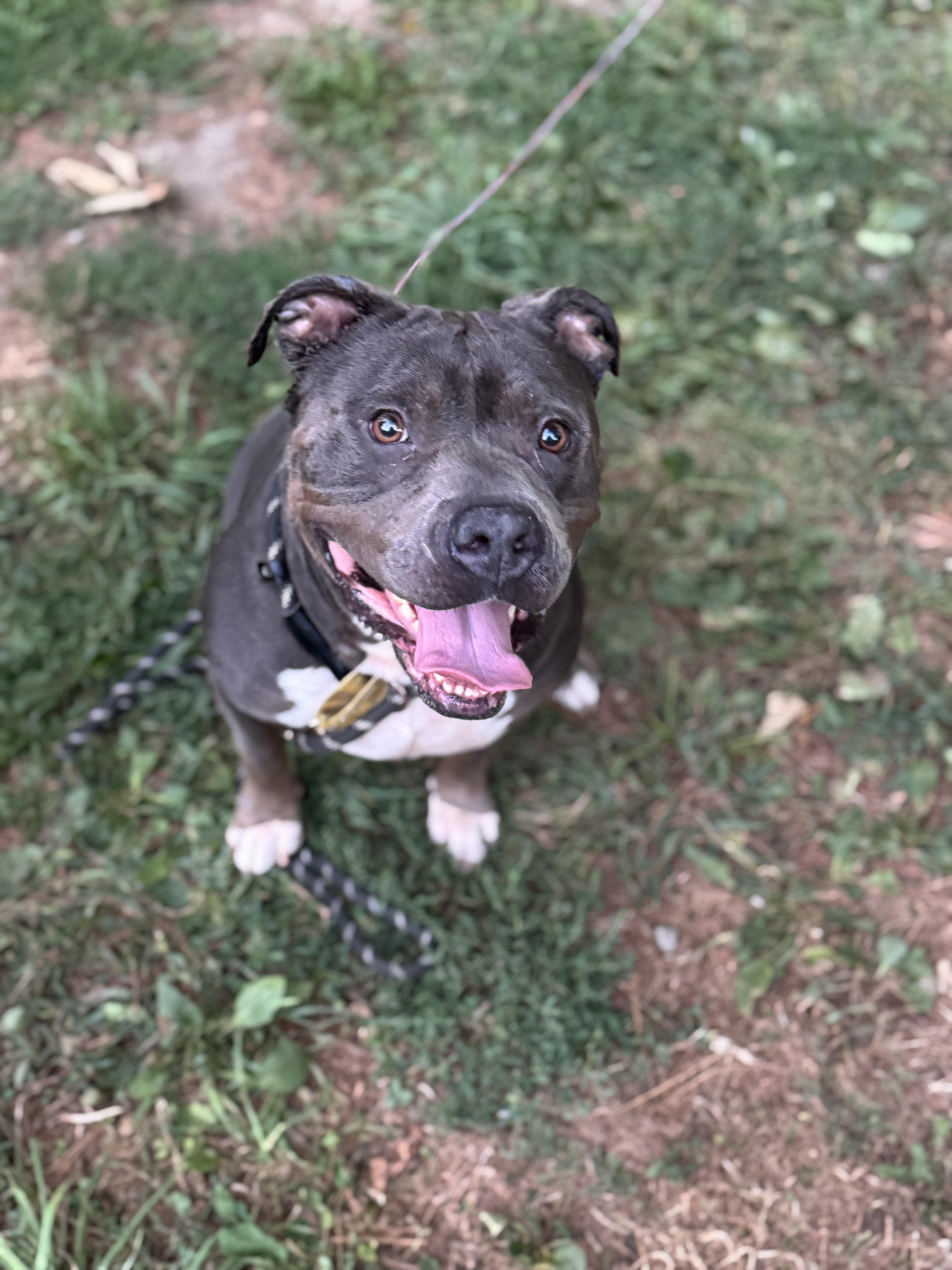 Enlarge Molly, an adopted mixed breed in Vassalboro, ME image 1/3