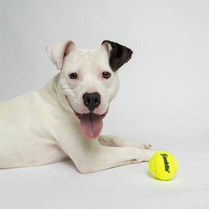 Enlarge Patches, an adopted mixed breed in Boyne City, MI image 1/3