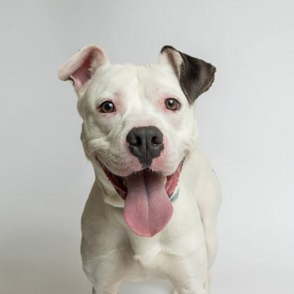 Enlarge Patches, an adopted mixed breed in Boyne City, MI image 2/3