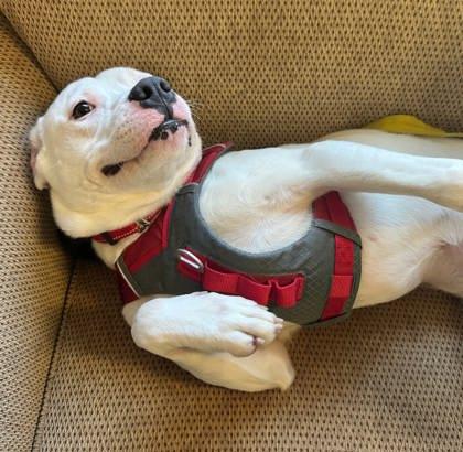 Enlarge Patches, an adopted mixed breed in Boyne City, MI image 3/3