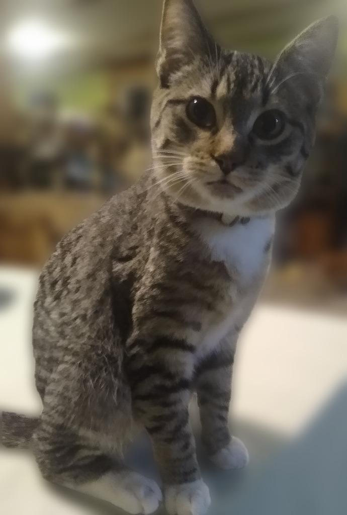 Maynard, Adoptable, Young Male Domestic Short Hair.