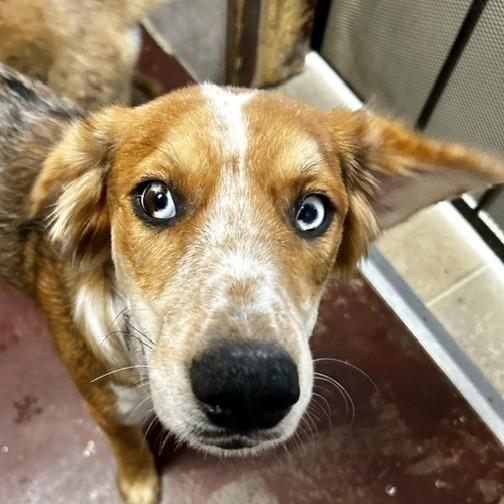 Ozzie, Adoptable, Adult Male Mixed Breed & Australian Shepherd.