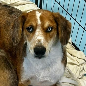 Enlarge Ozzie, a Adoptable mixed breed in Poplar Bluff, MO image 2/4