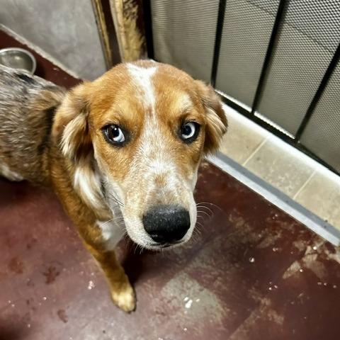 Enlarge Ozzie, a Adoptable mixed breed in Poplar Bluff, MO image 3/4