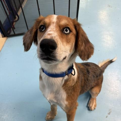 Enlarge Ozzie, a Adoptable mixed breed in Poplar Bluff, MO image 4/4