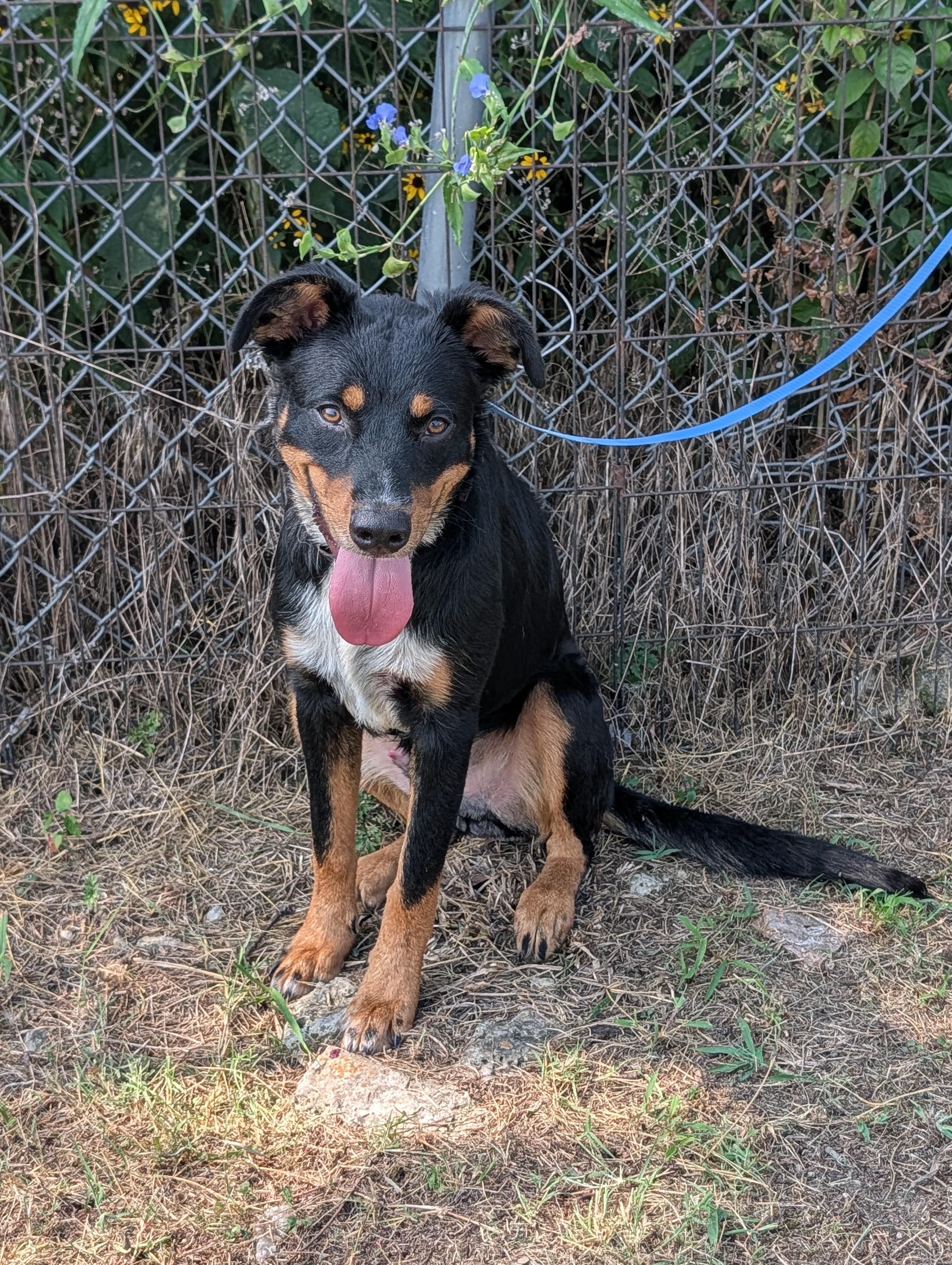 Tony, ADOPTABLE, Young Male Rottweiler & German Shepherd Dog.