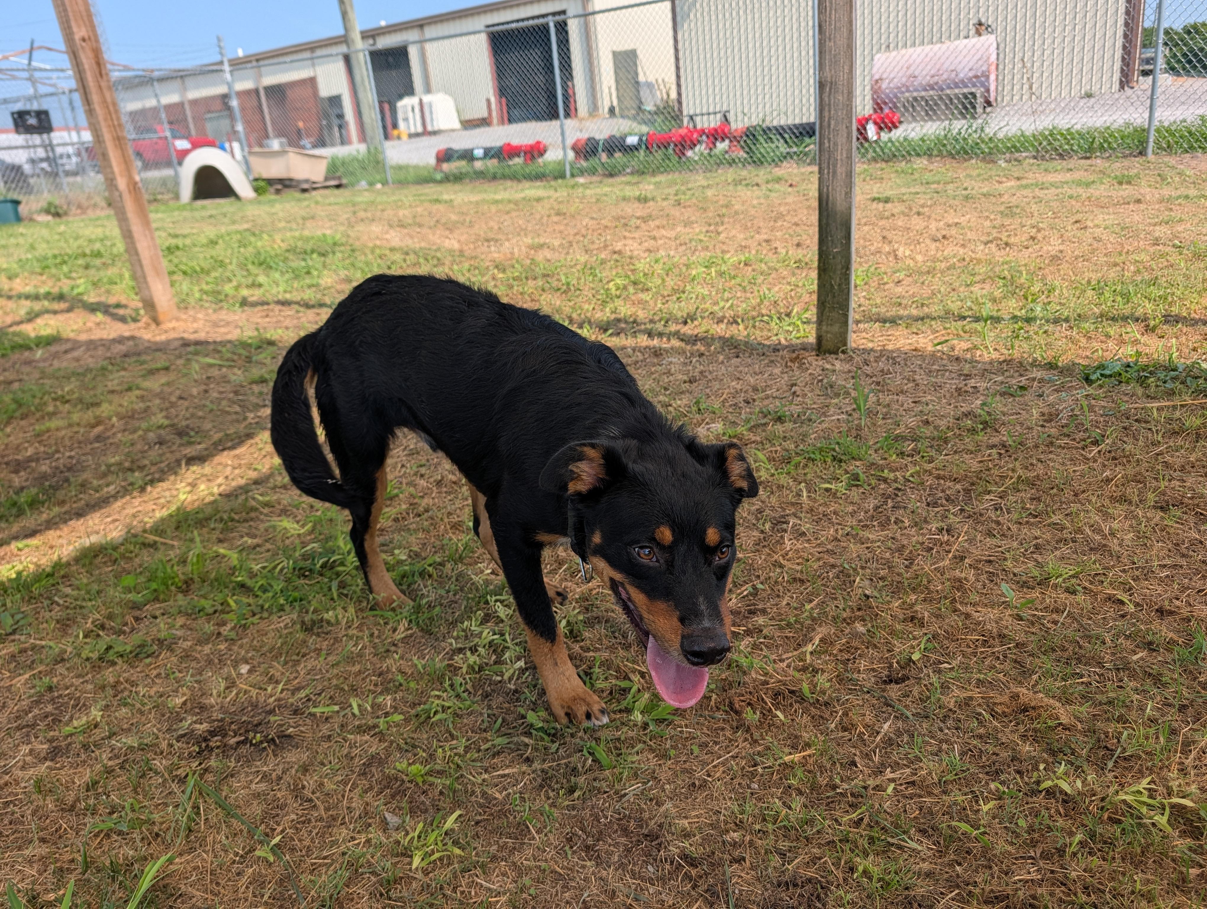 Tony, a ADOPTABLE mixed breed in Lewisburg, TN image 3/5