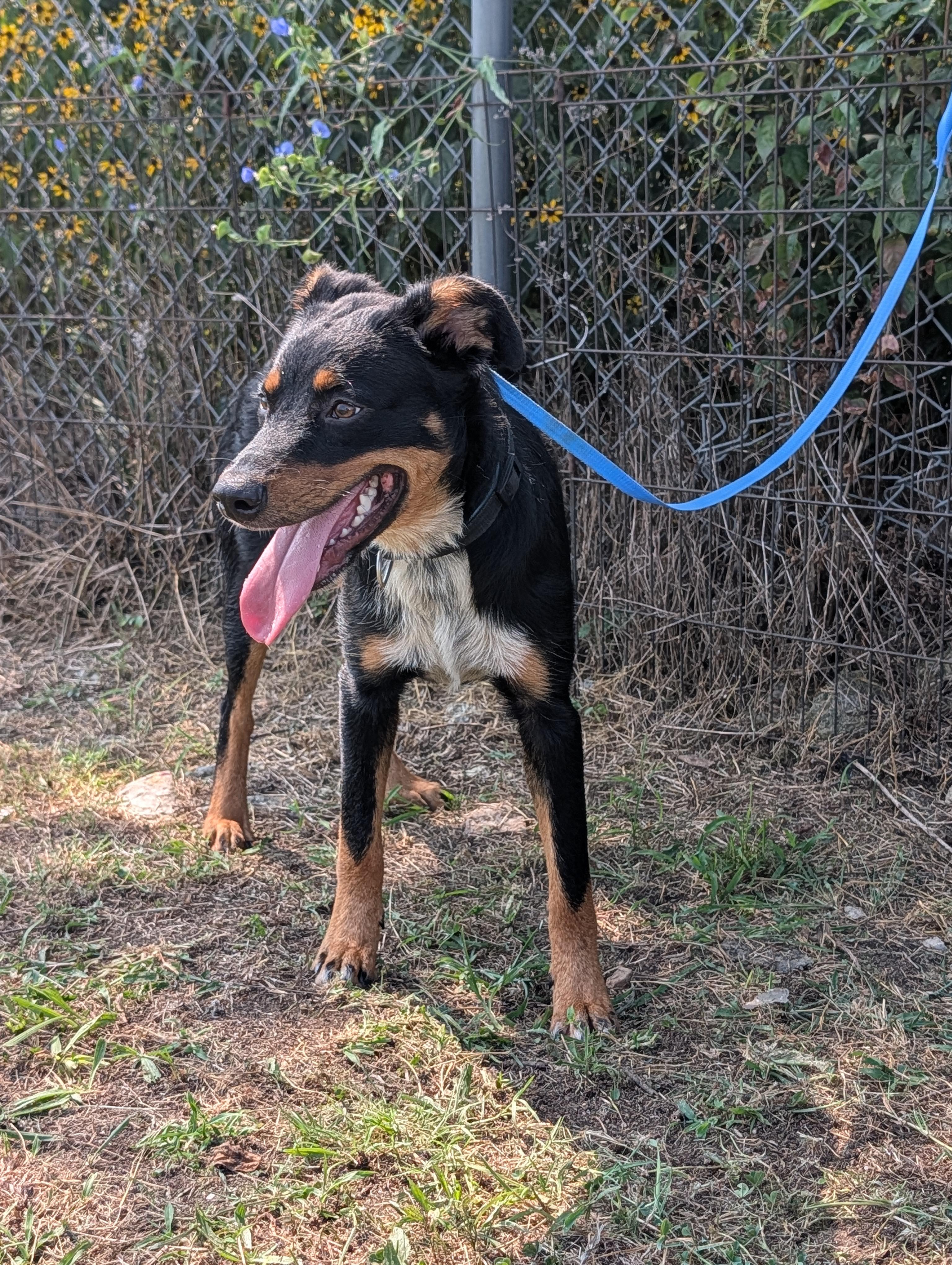 Tony, a ADOPTABLE mixed breed in Lewisburg, TN image 4/5