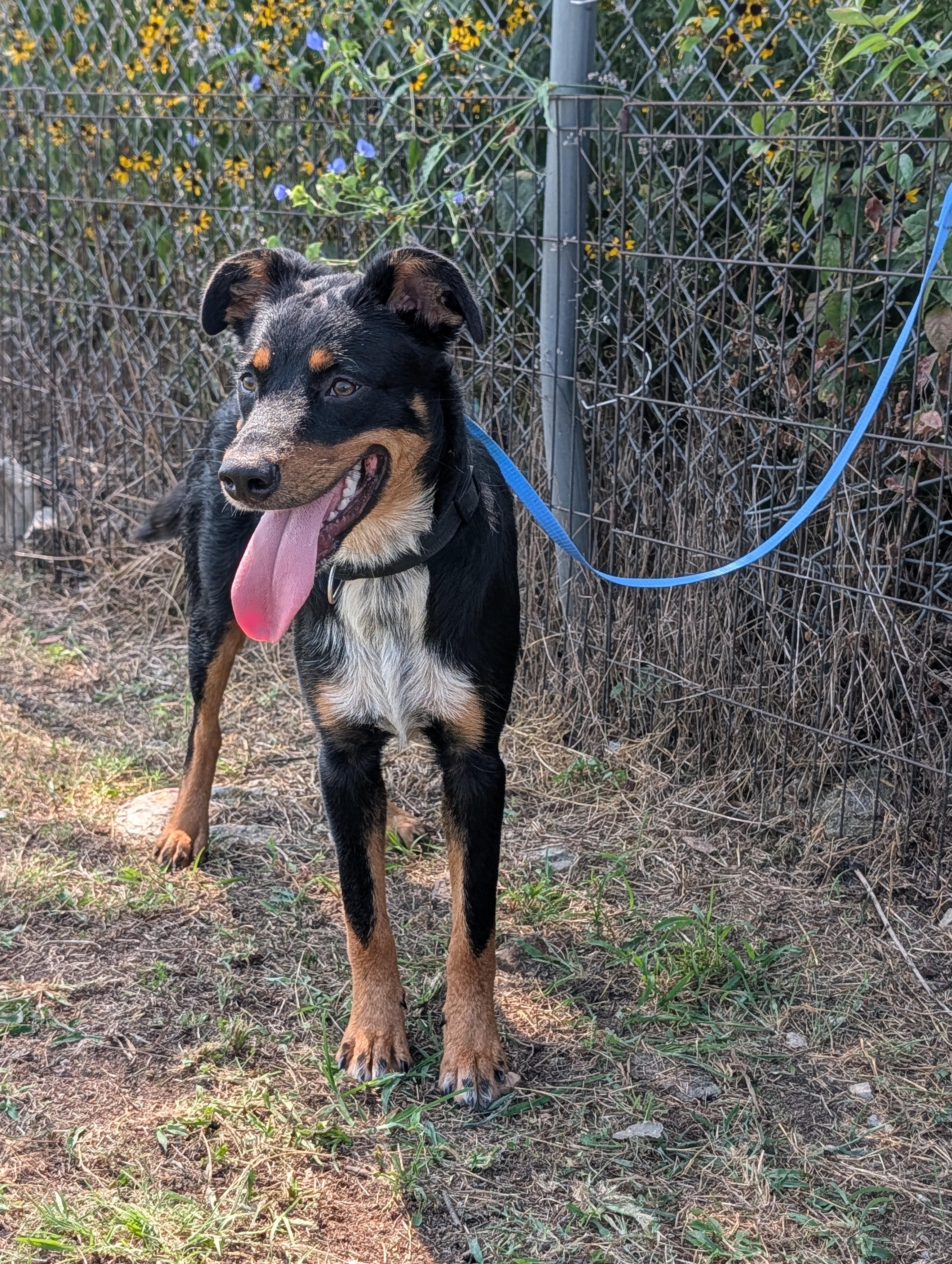 Tony, a ADOPTABLE mixed breed in Lewisburg, TN image 2/5