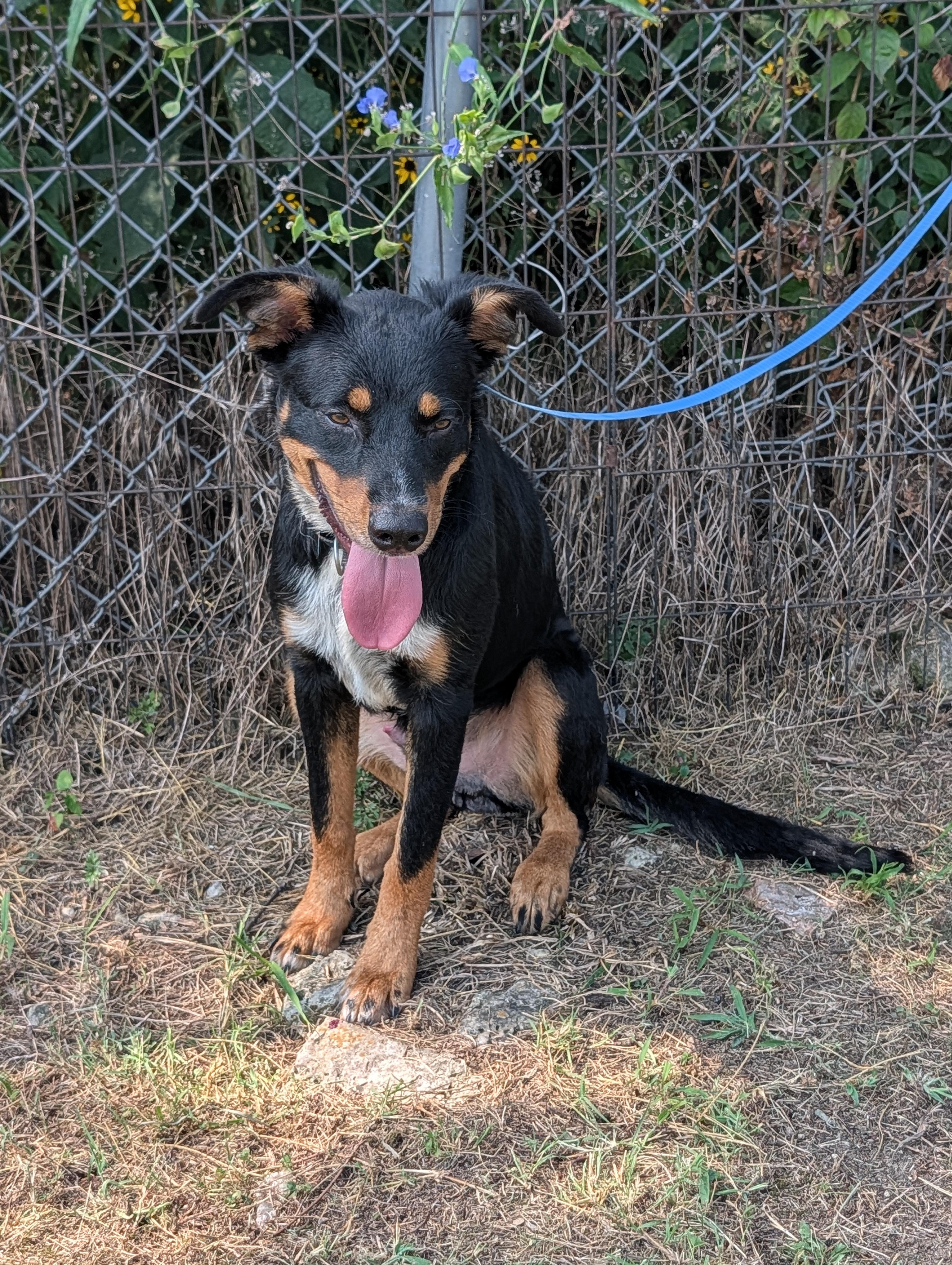 Tony, a ADOPTABLE mixed breed in Lewisburg, TN image 5/5