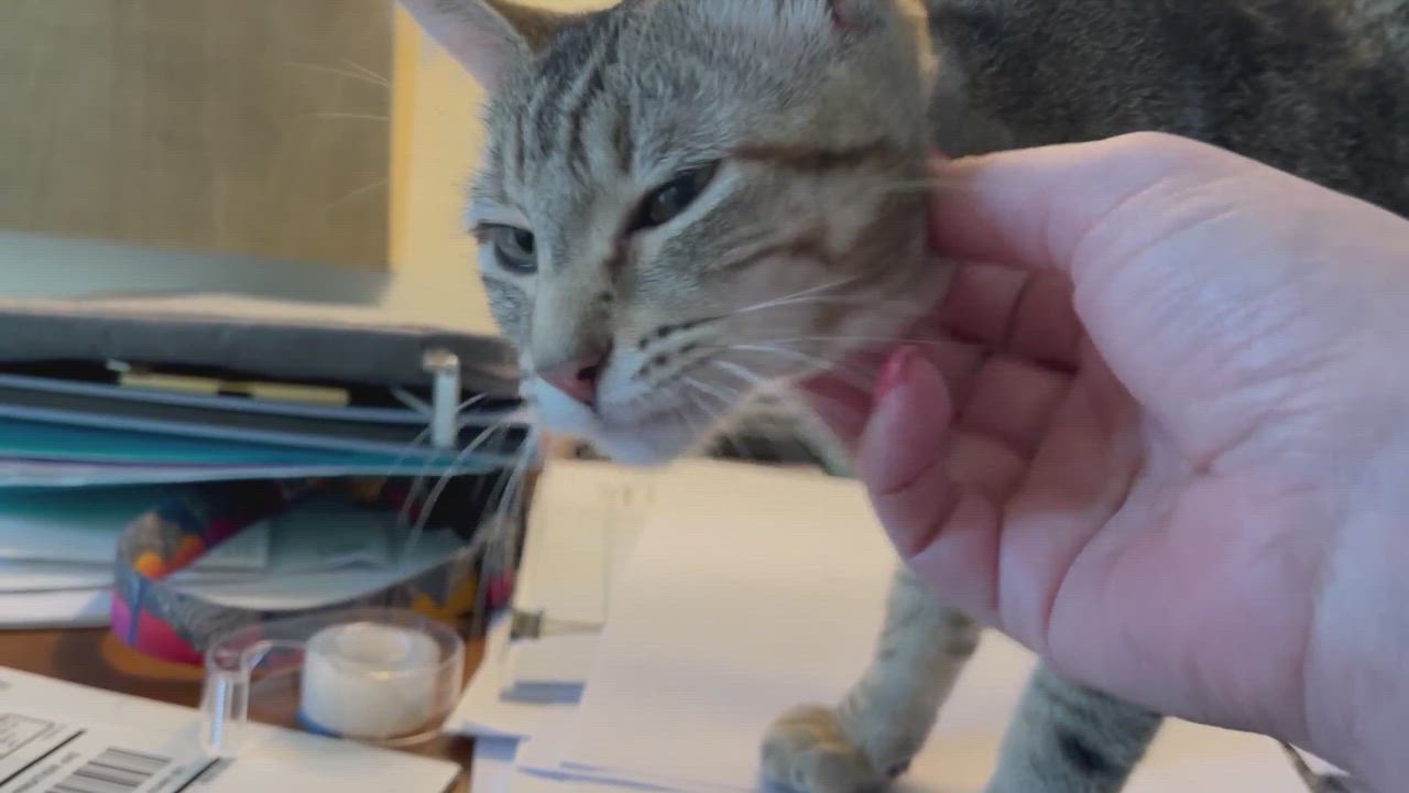 Enlarge Sunday, a Adopted mixed breed in Gig Harbor, WA video 3/5