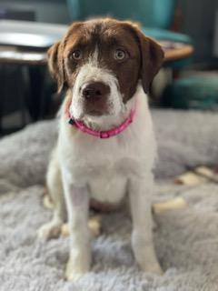 Enlarge Binky, an adopted mixed breed in Charlotte, NC image 1/1