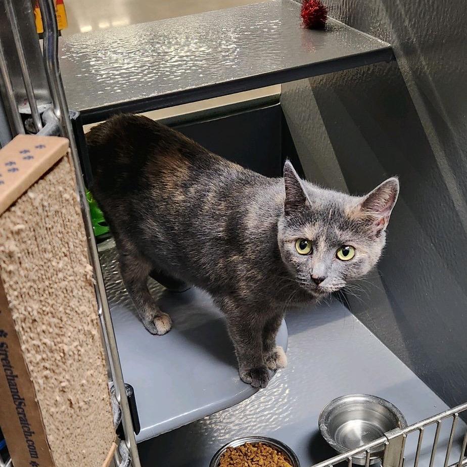 Mackie, Adoptable, Adult Female American Shorthair.