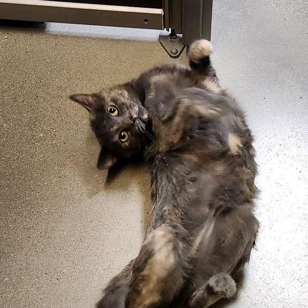 Mackie, a Adoptable American Shorthair in Greenfield, IN image 2/6