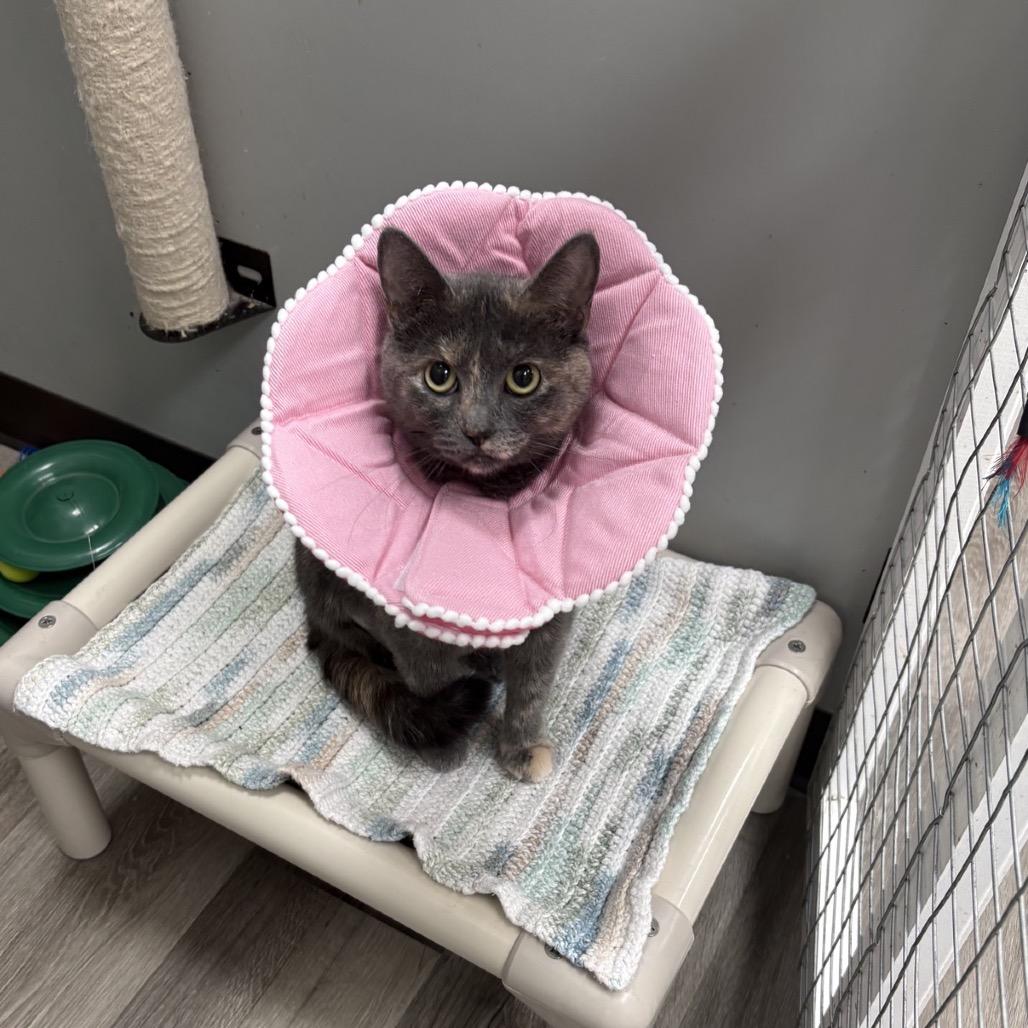Mackie, a Adoptable American Shorthair in Greenfield, IN image 2/5