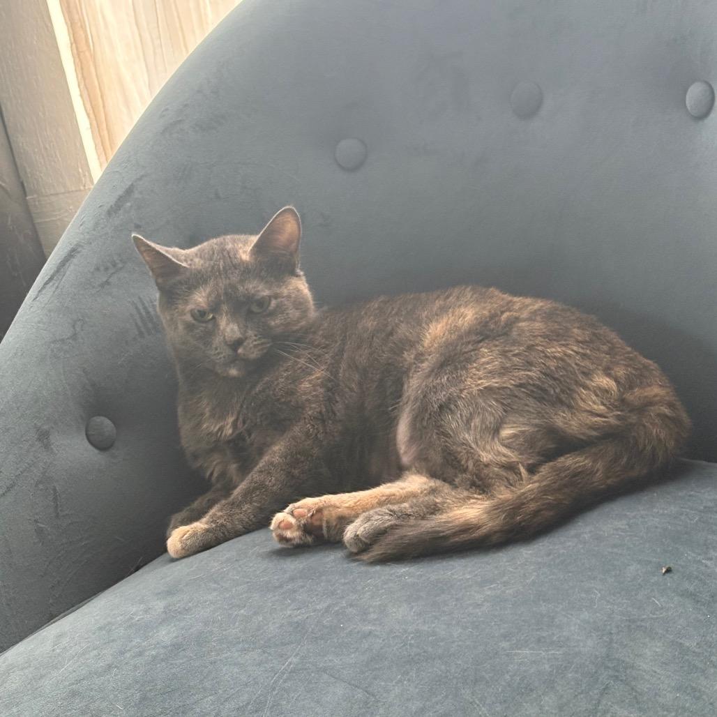 Mackie, a Adoptable American Shorthair in Greenfield, IN image 4/6