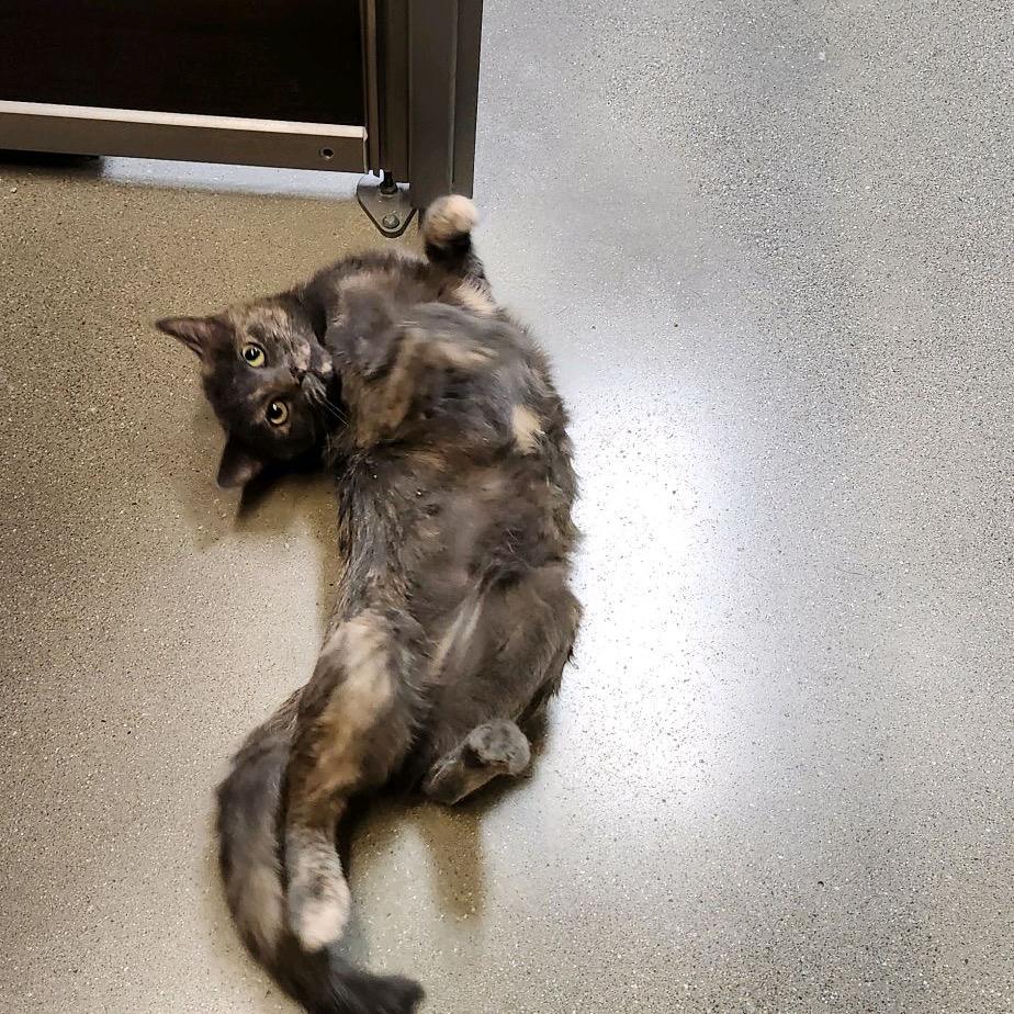 Mackie, a Adoptable American Shorthair in Greenfield, IN image 3/5