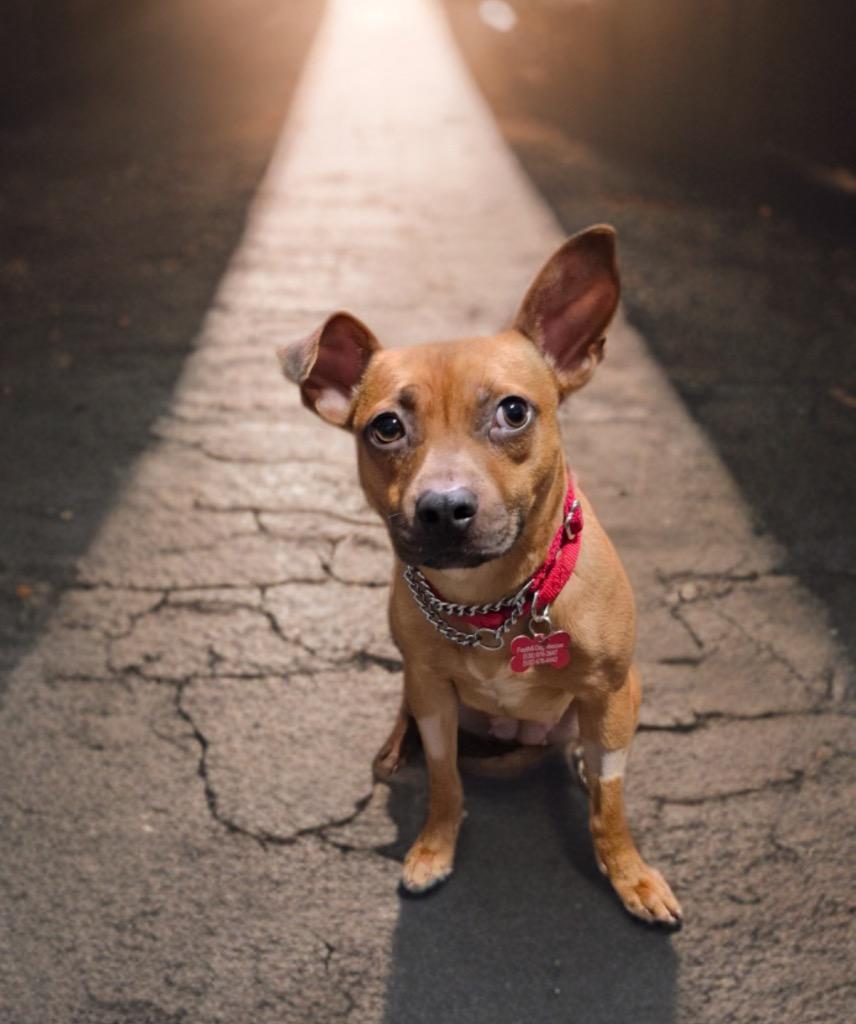 25Rumba, ADOPTABLE, Adult Female Chihuahua.