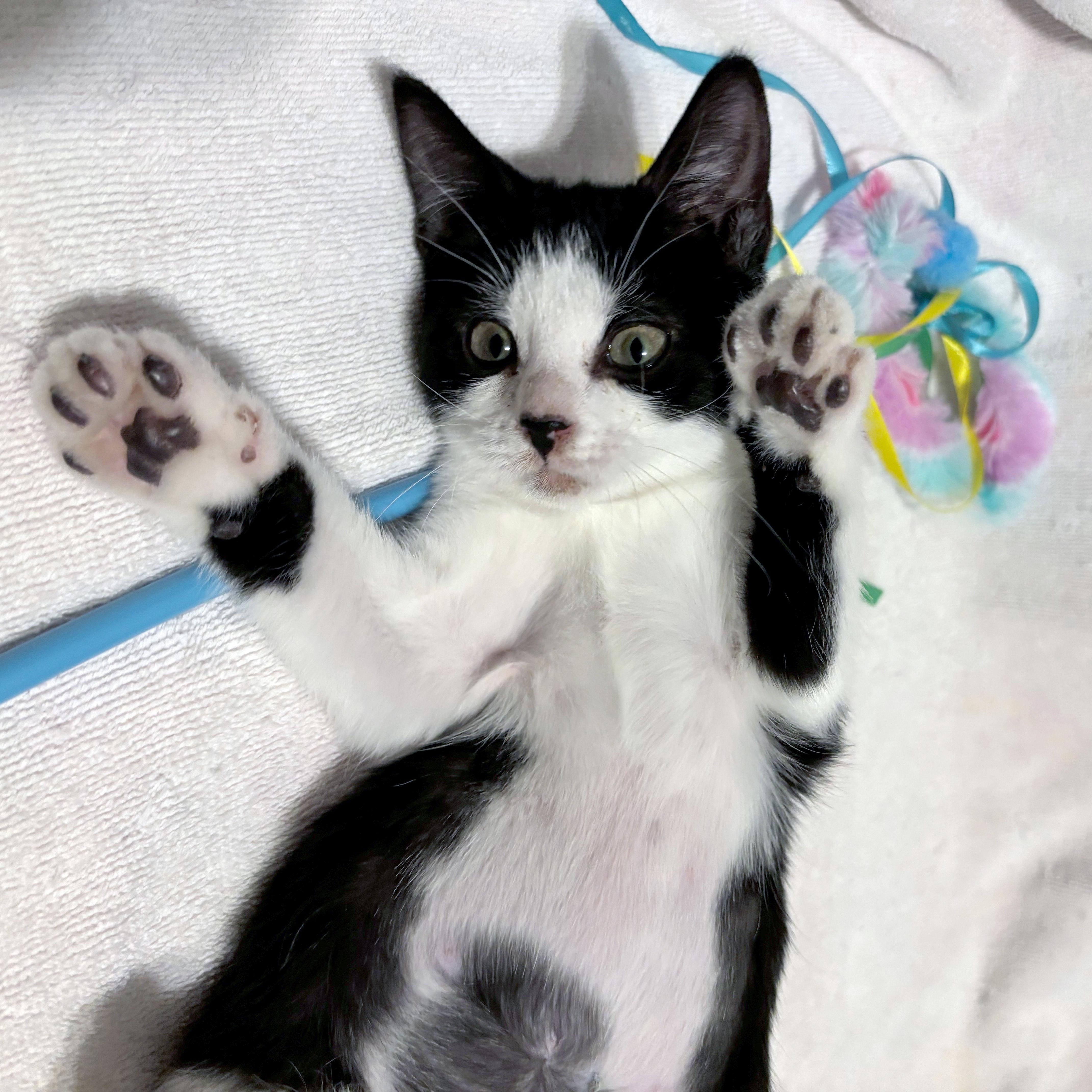 Pomni, ADOPTABLE, Kitten Female Domestic Short Hair.