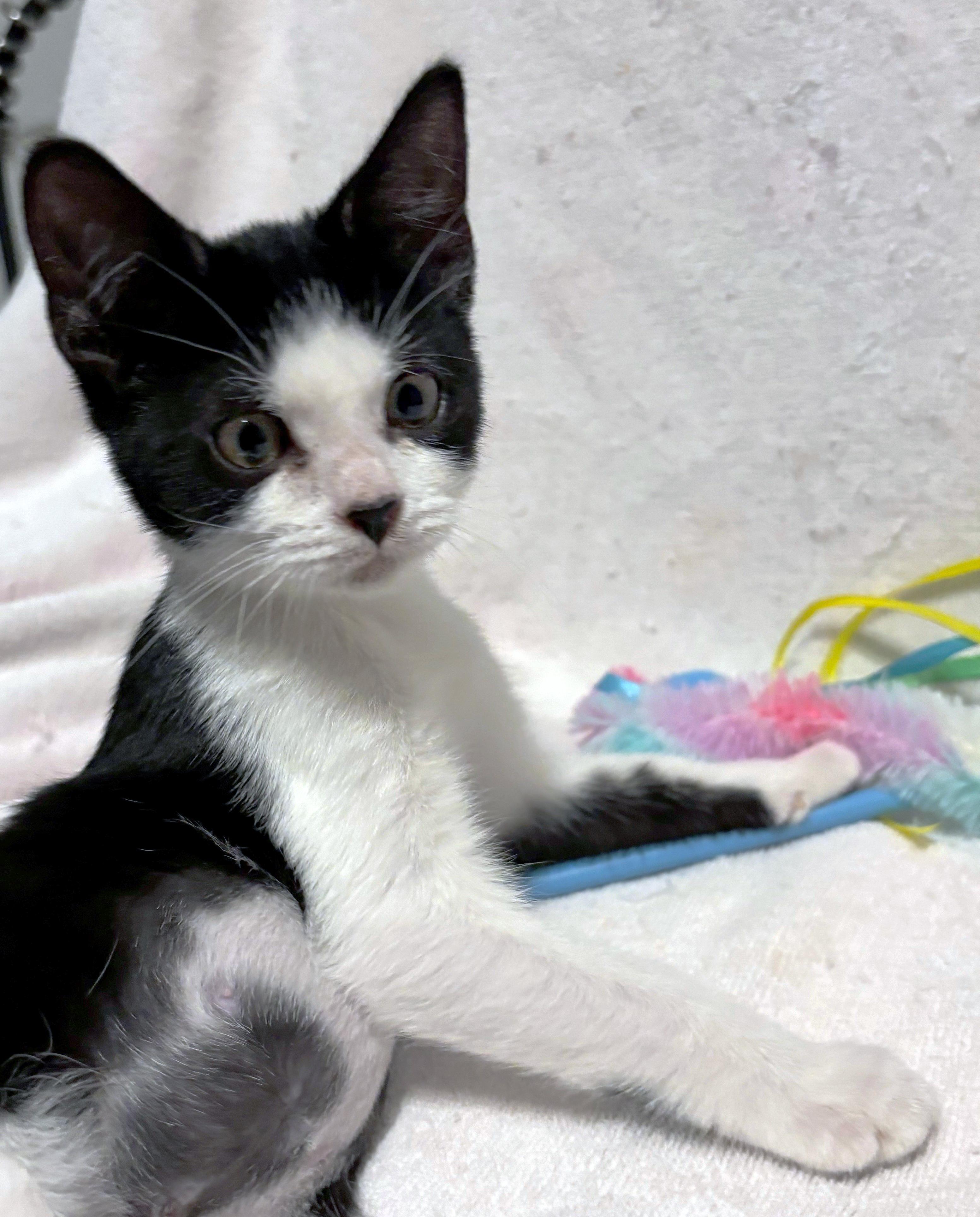 Enlarge Pomni, a ADOPTABLE mixed breed in Lake Monroe, FL image 3/3