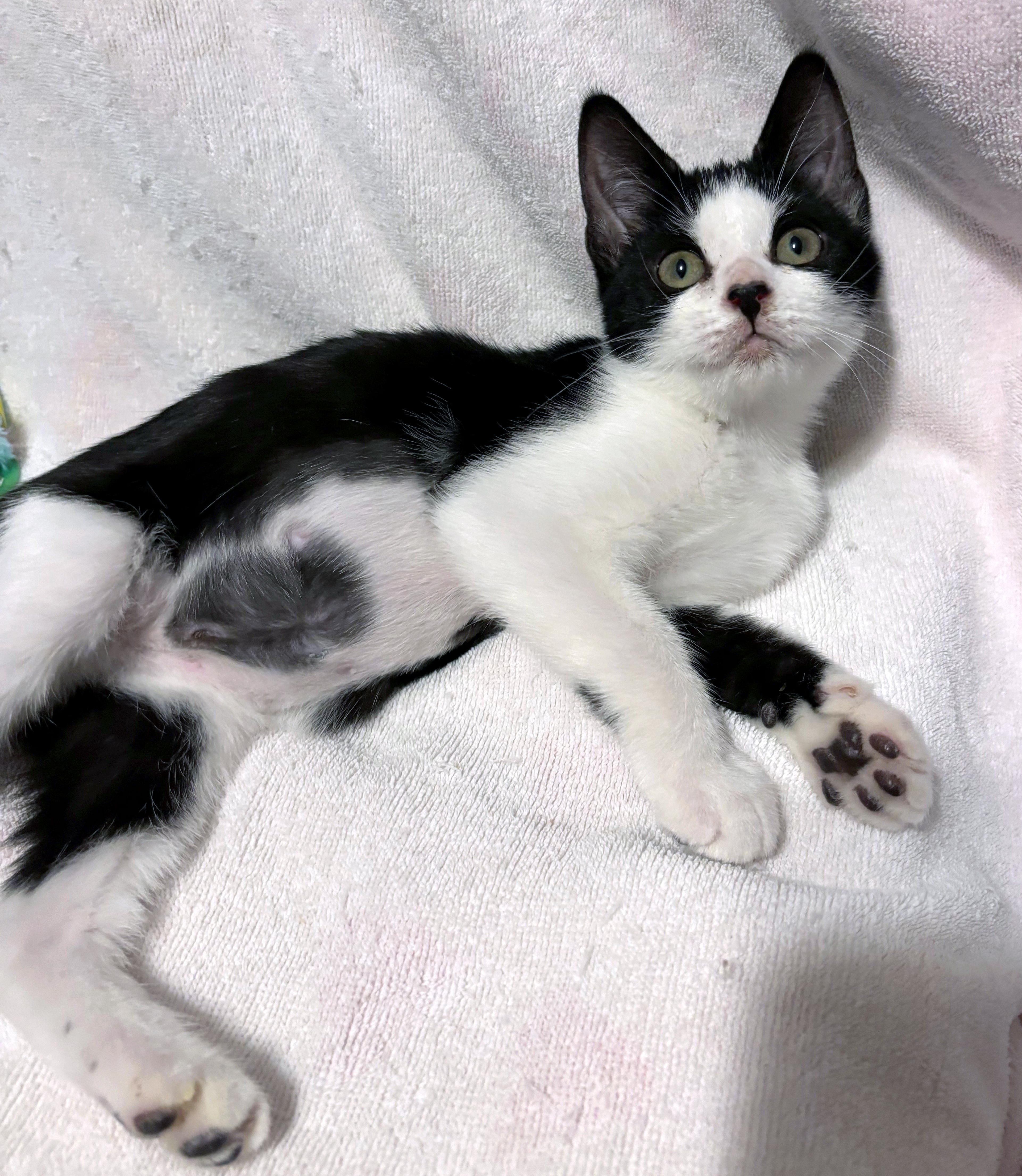 Enlarge Pomni, a ADOPTABLE mixed breed in Lake Monroe, FL image 2/3