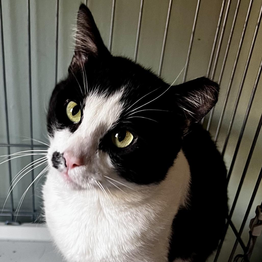 Enlarge Milkshake, a Adoptable Domestic Short Hair in Philadelphia, PA image 1/1