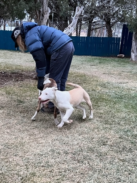 Basil , a Adoptable mixed breed in Durango, CO image 2/7