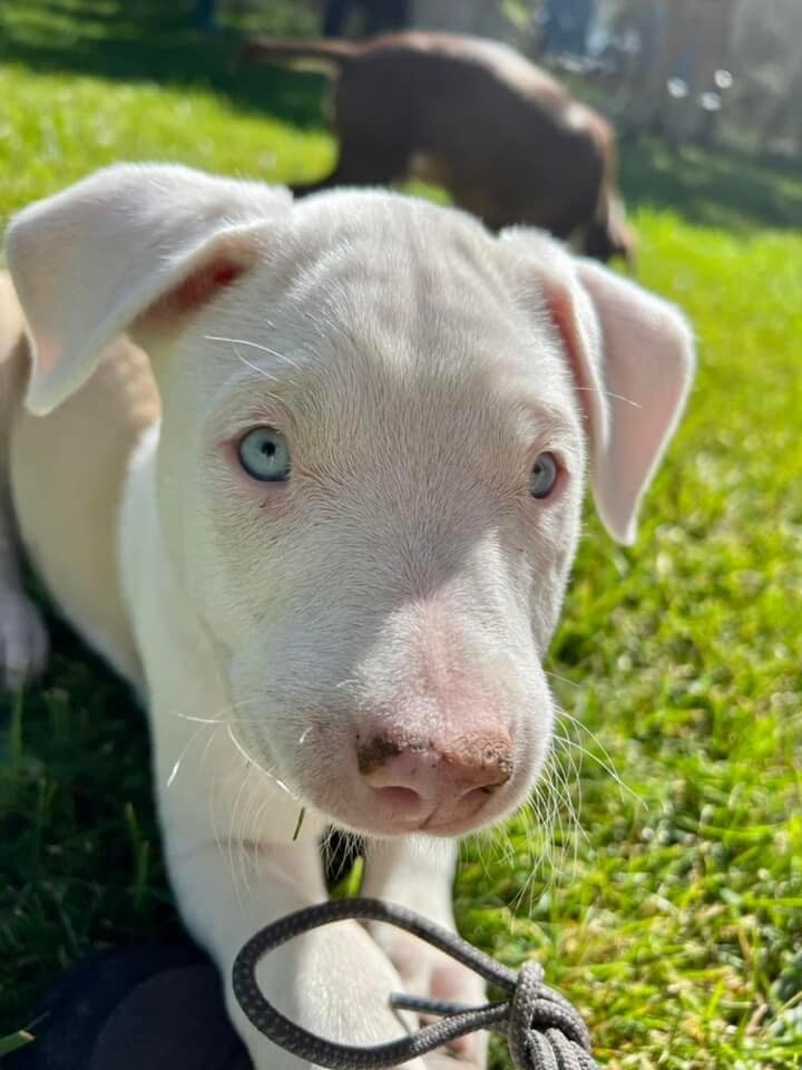 Basil , a Adoptable mixed breed in Durango, CO image 3/7