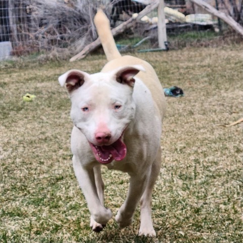 Basil , a Adoptable mixed breed in Durango, CO image 4/7