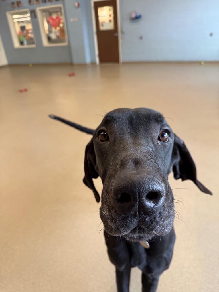 Han, Adoptable, Adult Male Great Dane.