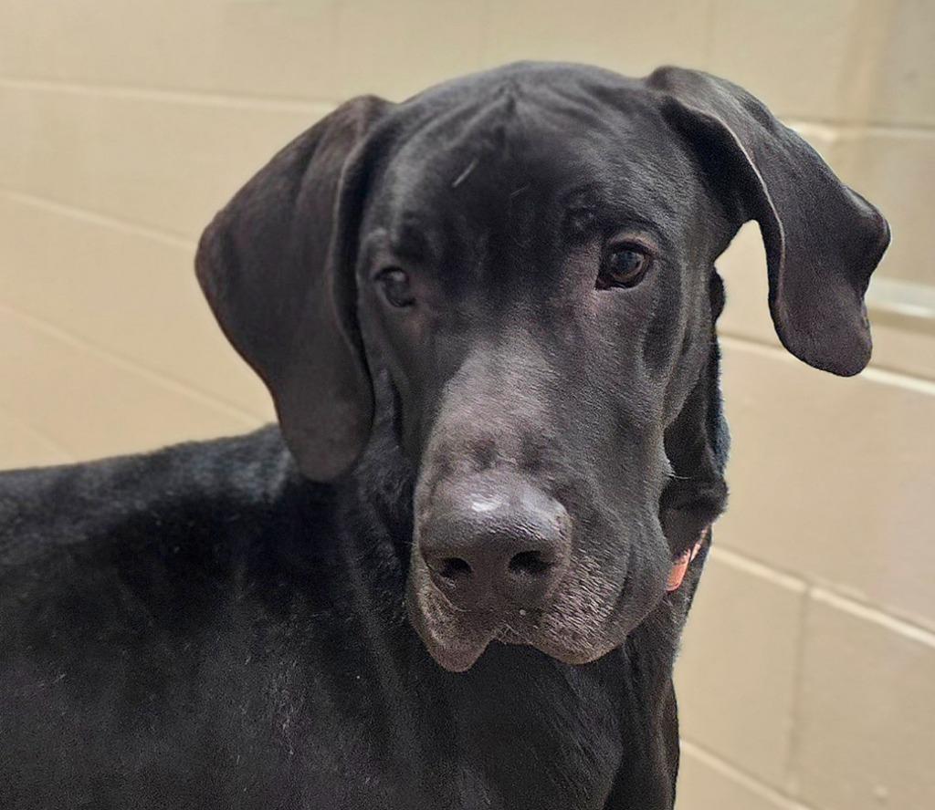 Enlarge Han, a Adoptable mixed breed in North Syracuse, NY image 2/6