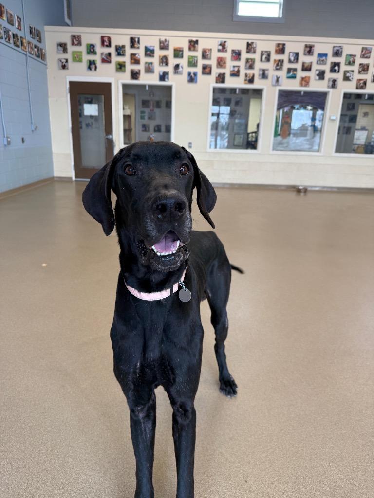 Enlarge Han, a Adoptable mixed breed in North Syracuse, NY image 3/6