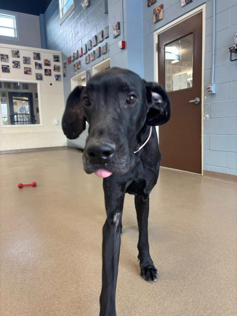 Enlarge Han, a Adoptable mixed breed in North Syracuse, NY image 5/6