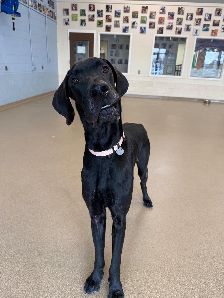 Enlarge Han, a Adoptable mixed breed in North Syracuse, NY image 6/6