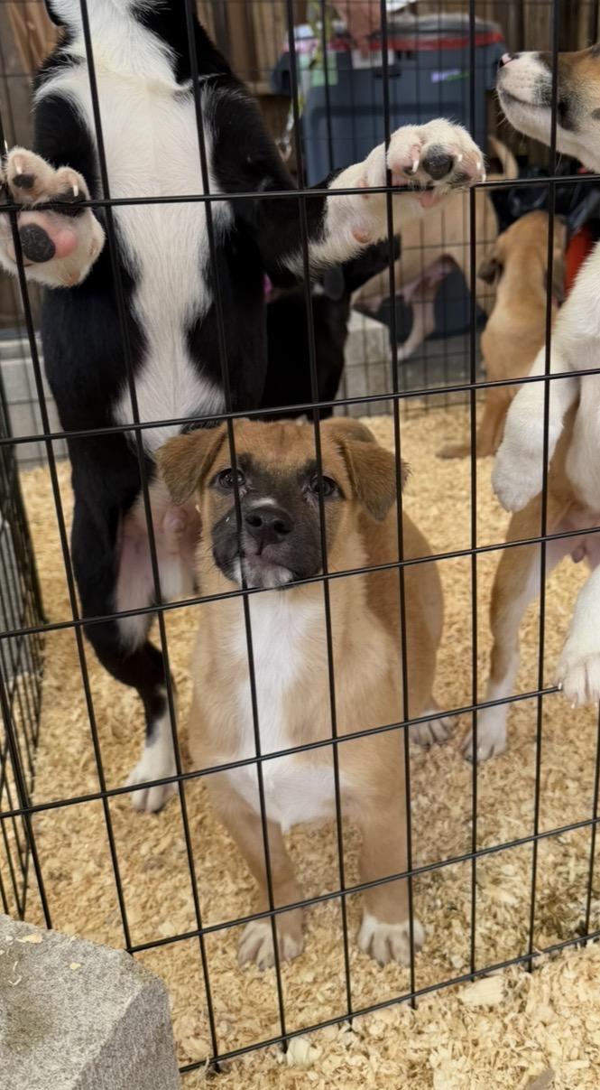Enlarge Annie, a Adoptable mixed breed in Arlington Heights, IL image 2/5