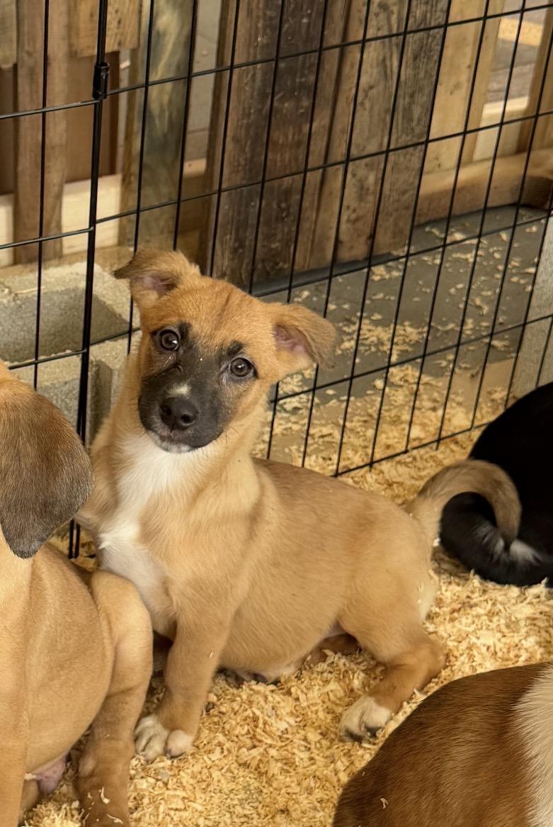 Annie, Adoptable, Puppy Female Golden Retriever.