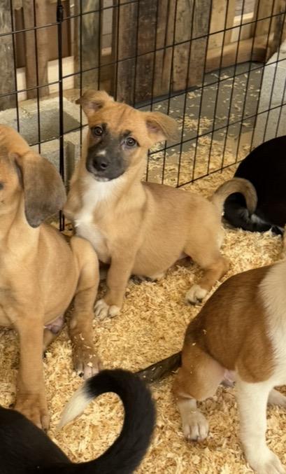 Enlarge Annie, a Adoptable mixed breed in Arlington Heights, IL image 4/5