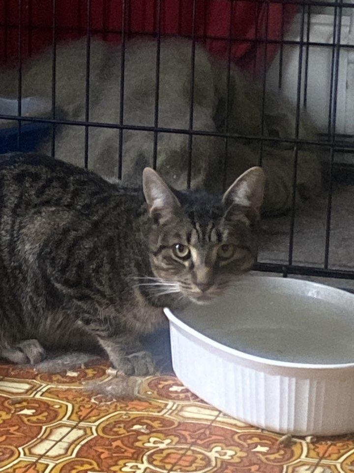 Taz, Adoptable, Adult Male Domestic Short Hair.