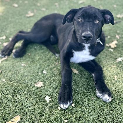 Enlarge Dash, a ADOPTABLE mixed breed in Red Bluff, CA image 2/2