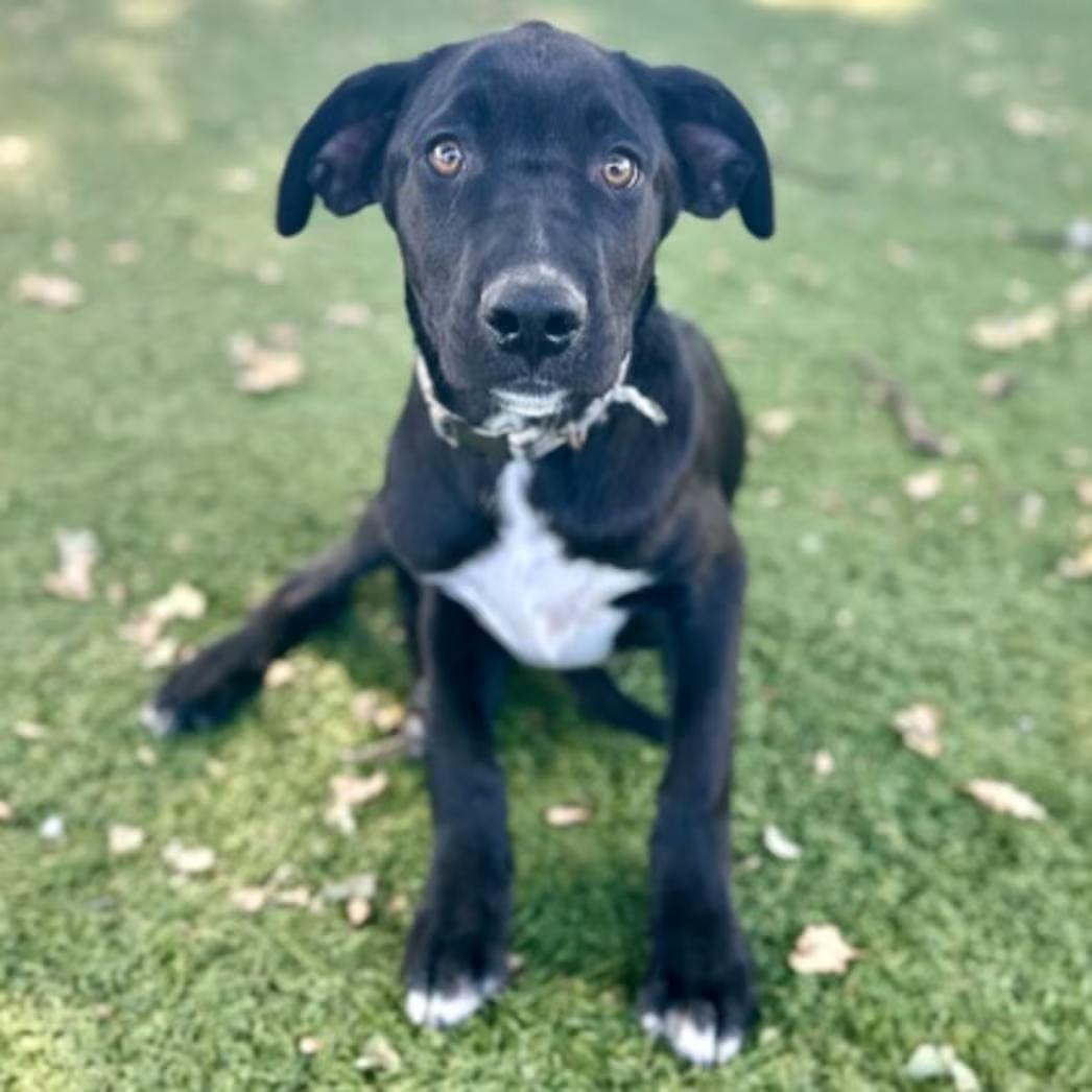 Dash, ADOPTABLE, Puppy Male Labrador Retriever.